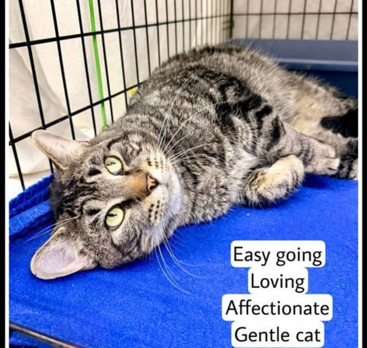 Photo of Raleigh (FCID# 12/09/2025 - 117) Willow Grove