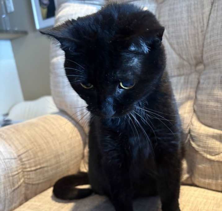 Photo of Lulu (Courtesy Listing)