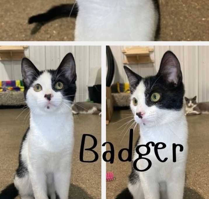 Photo of Badger