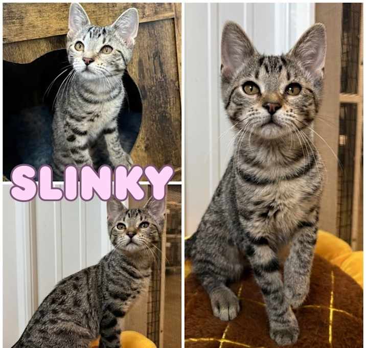 Photo of Slinky