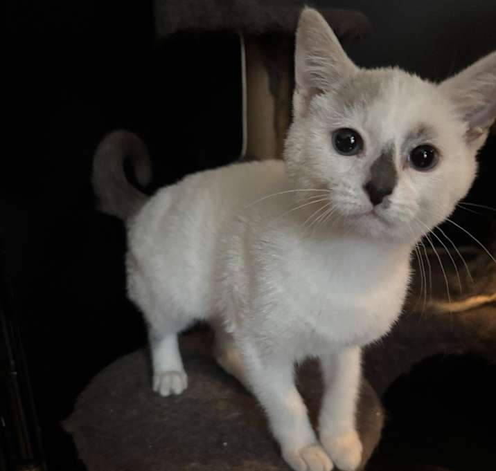 Photo of Opal (Polar)