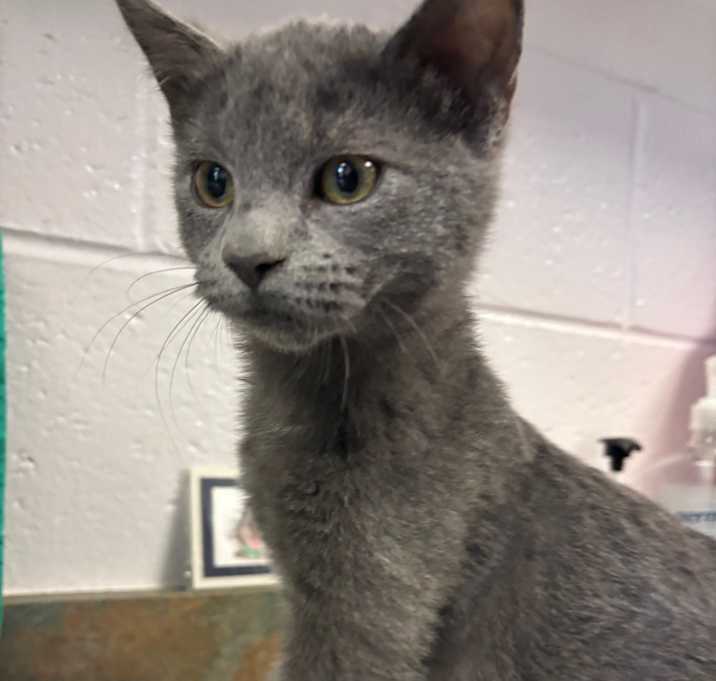 Photo of Gywnevere (In Foster)