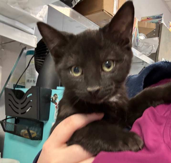 Photo of Sunny (In Foster)