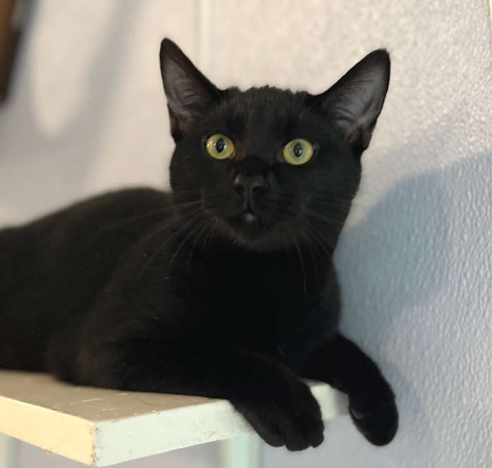 Photo of Darth Tater