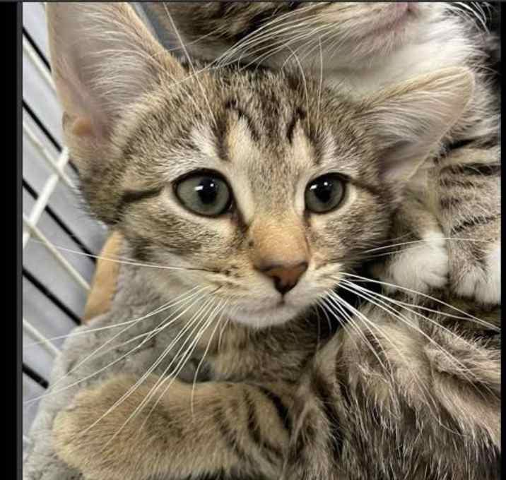 Photo of Bubbly in Nokesville, VA