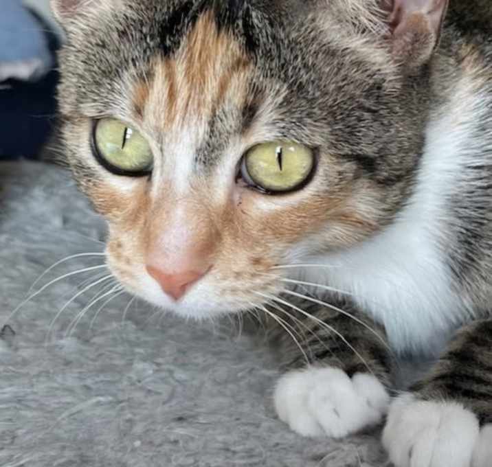 Photo of MRS. WHISKERS