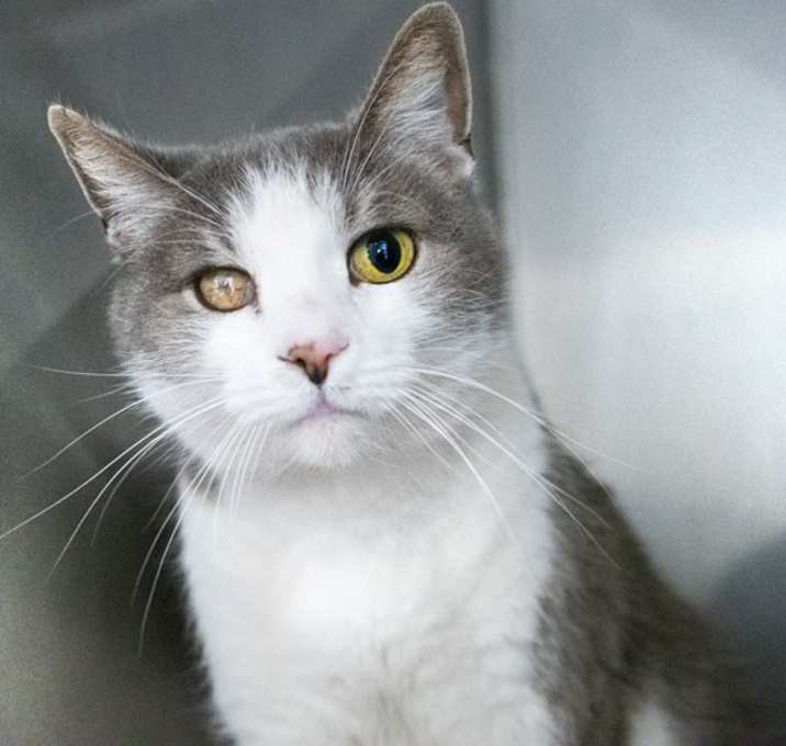 Photo of Kitty #21525