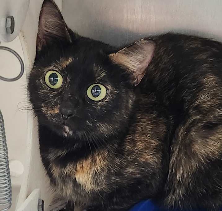 Photo of Catalie Portman - (TNR)