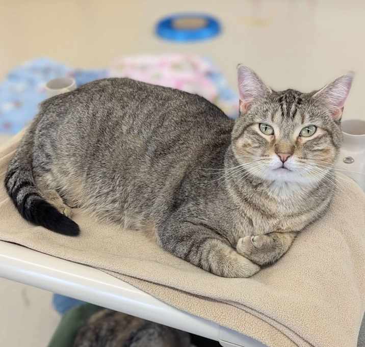 Photo of Amber - The Executive