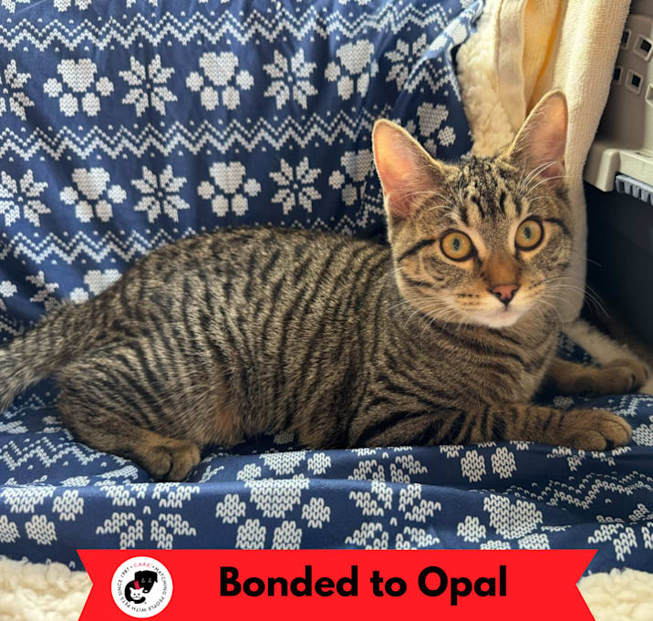 Photo of Pearl (k2025)