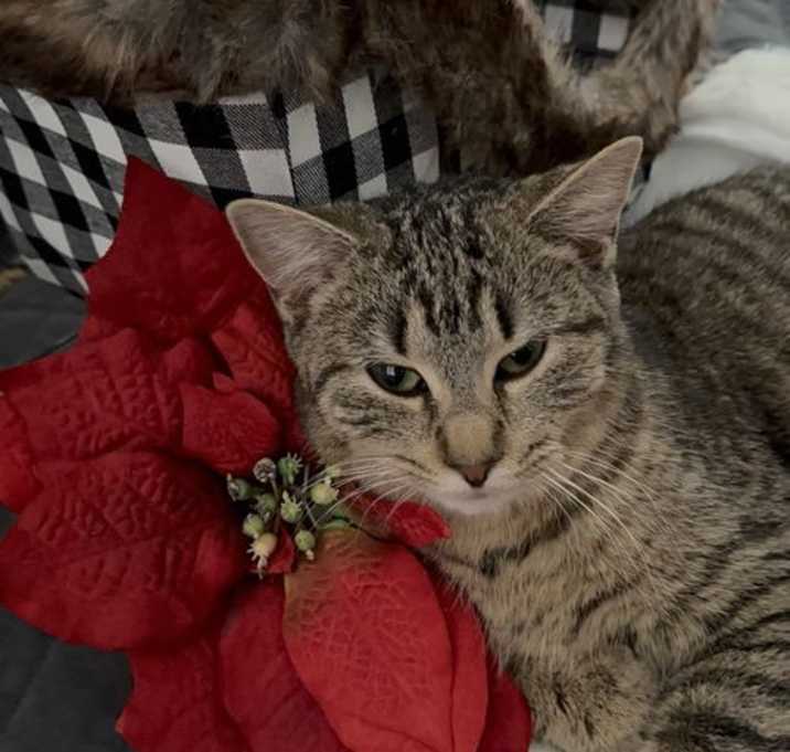 Photo of Purrfection