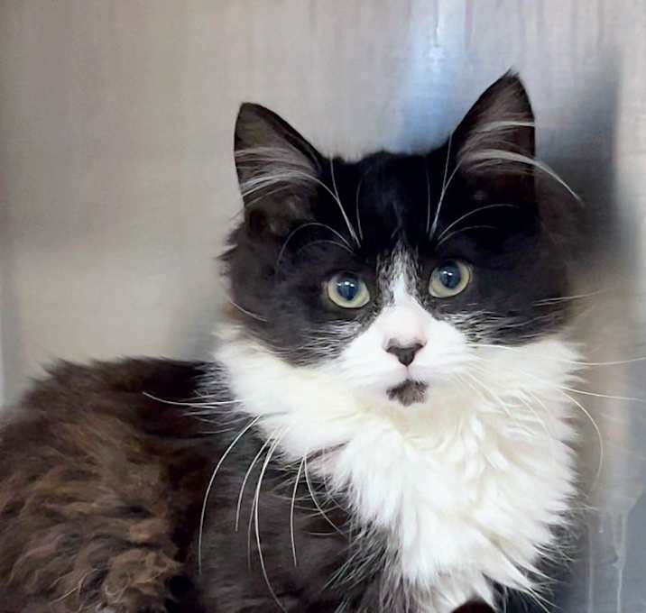 Photo of SOPA DE GATO