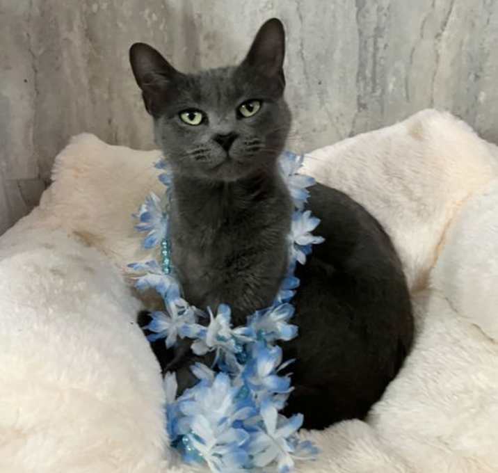 Photo of Tahitian Pearl