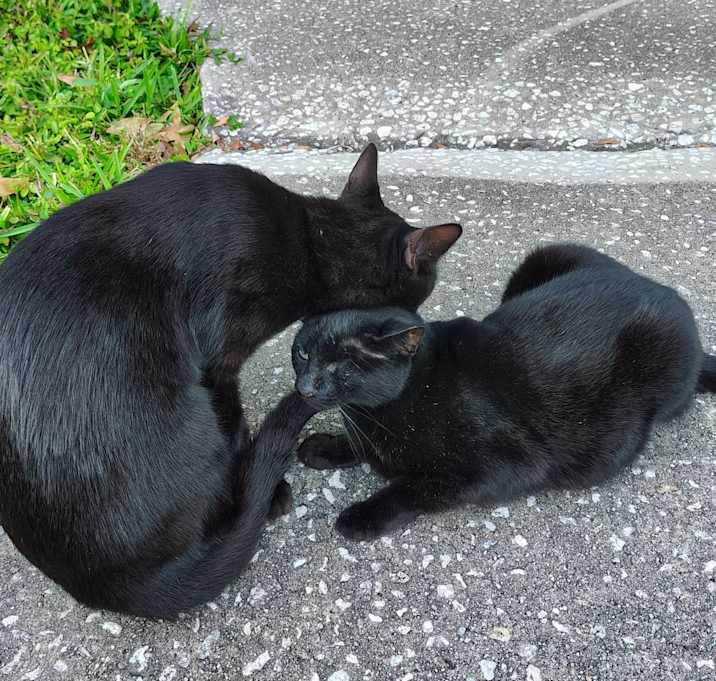 Photo of Meryl (bigger) and Addie (smaller)