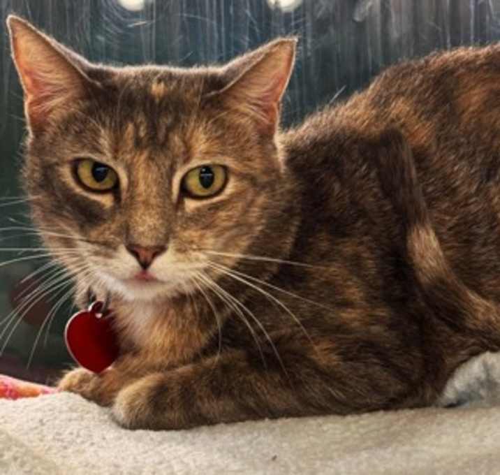 Photo of Mango - AVAILABLE