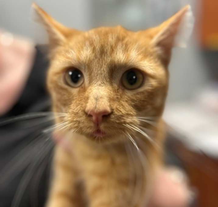 Photo of Snickerdoodle