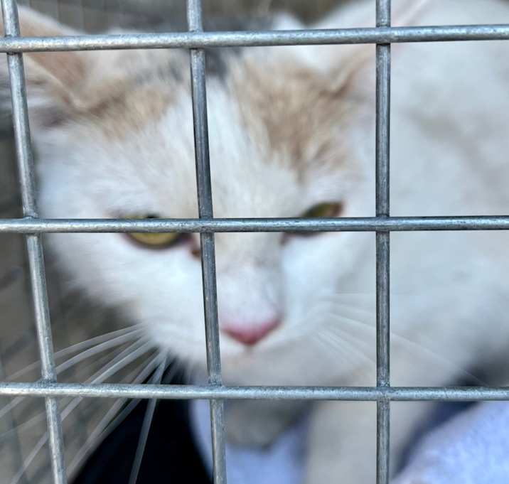 Photo of White Orange Grey cat in palm tree on Dell