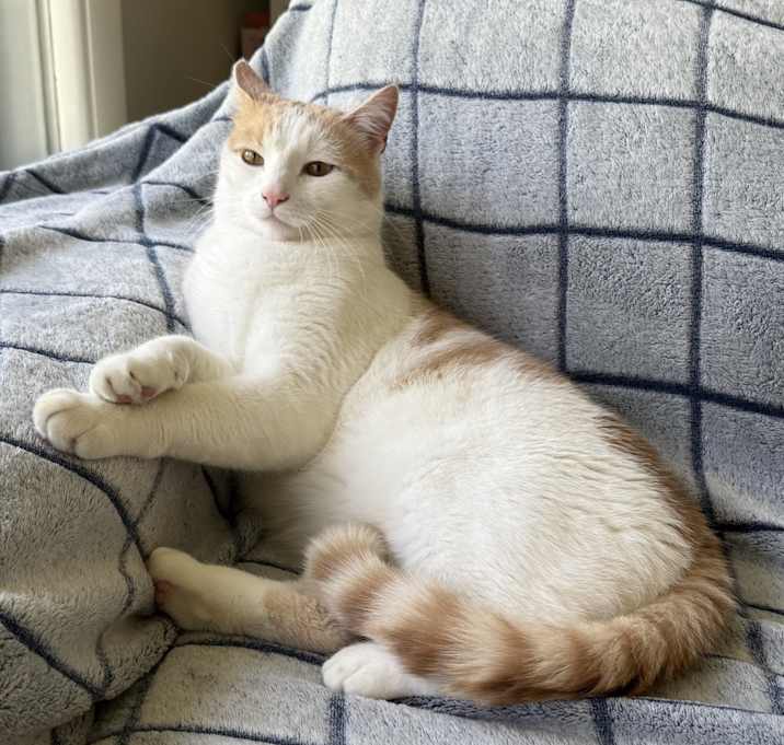 Photo of Bloomington (Blooms)