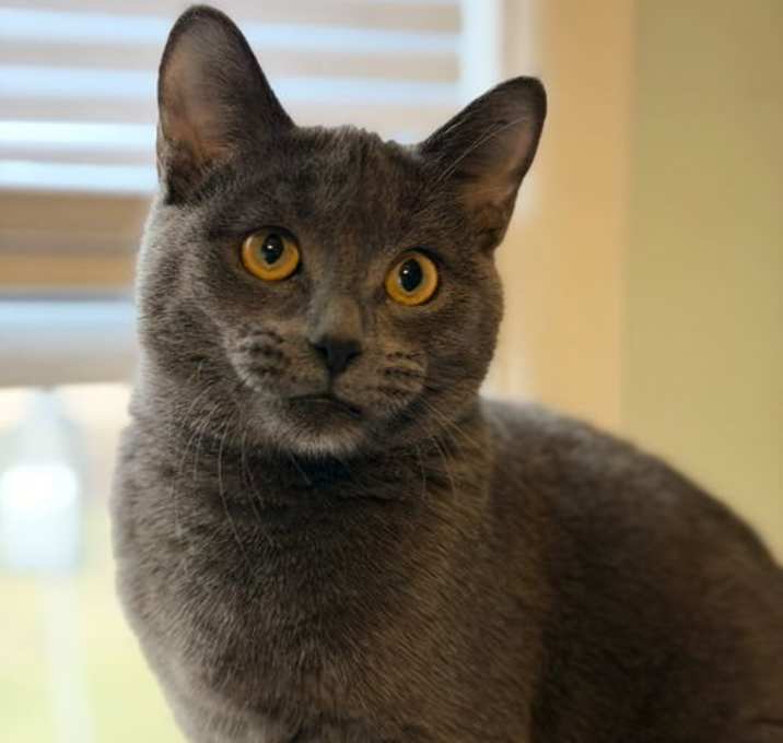 Photo of Maggie (CD)