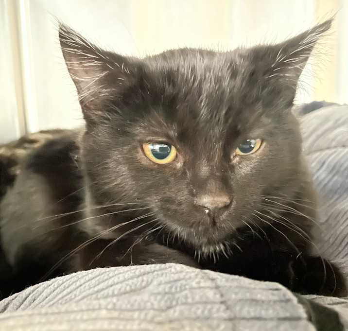 Photo of Mia1 Pepper