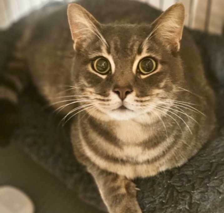 Photo of Zigzagoon (Ziggy)