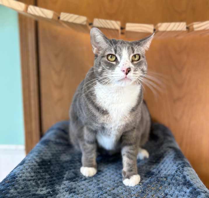 Photo of Fir--In Foster