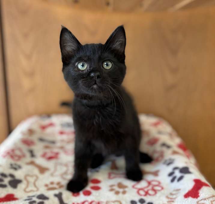 Photo of Piguet--In Foster