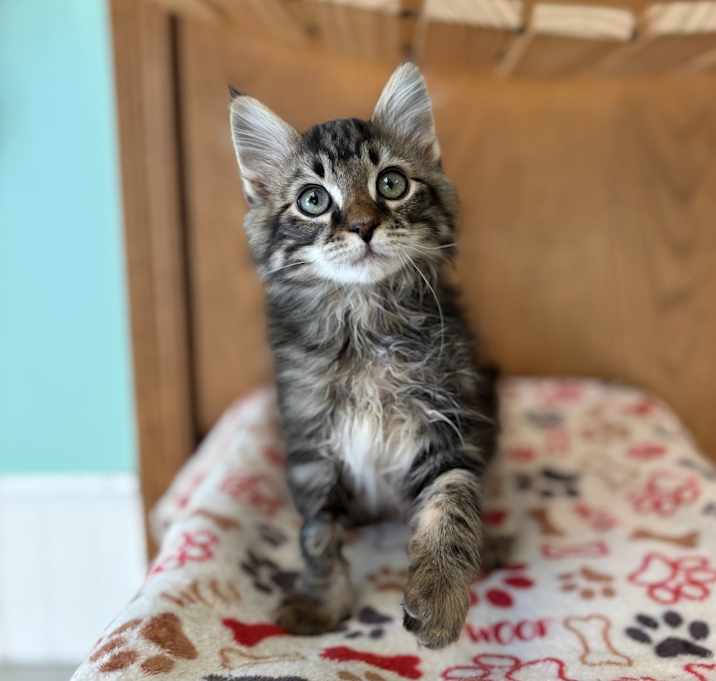 Photo of Heuer--In Foster