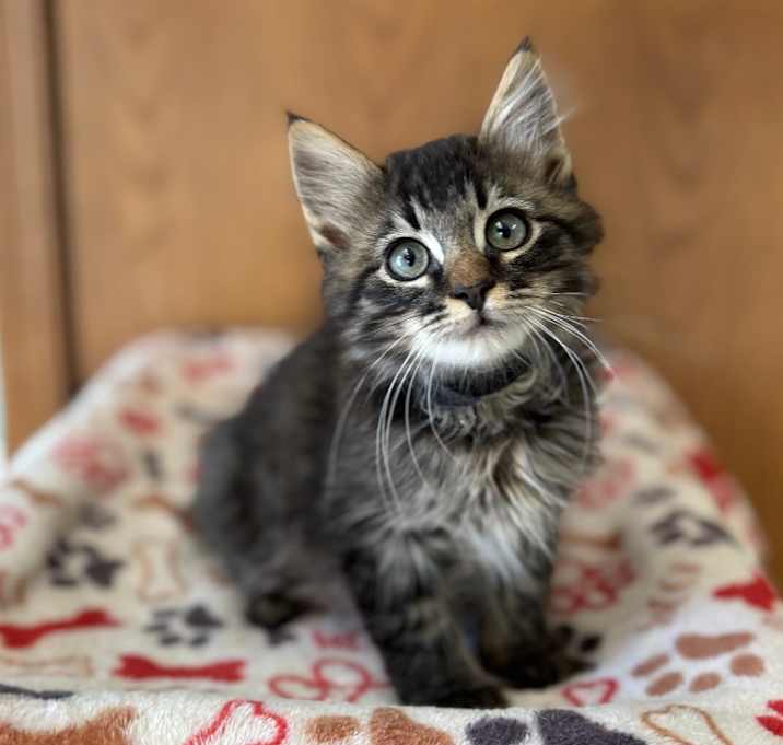 Photo of Girard--In Foster***ADOPTION PENDING***