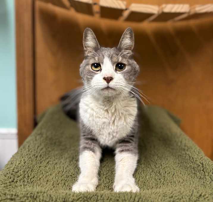 Photo of Callum--In Foster ** ADOPTION PENDING