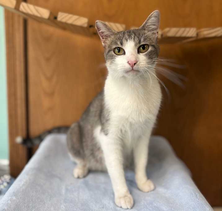 Photo of Bonnette--In Foster