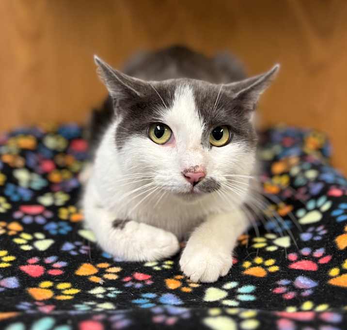 Photo of Raegen--In Foster