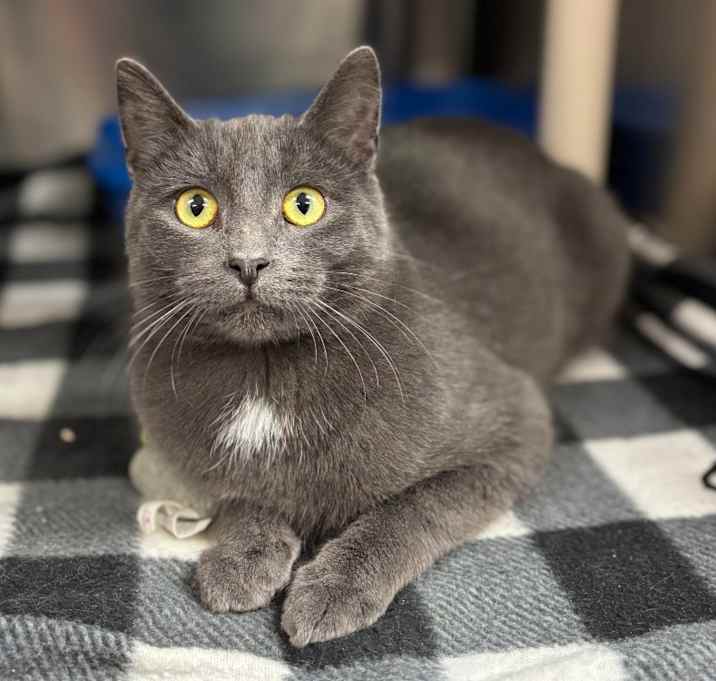 Photo of Skillet--In Foster