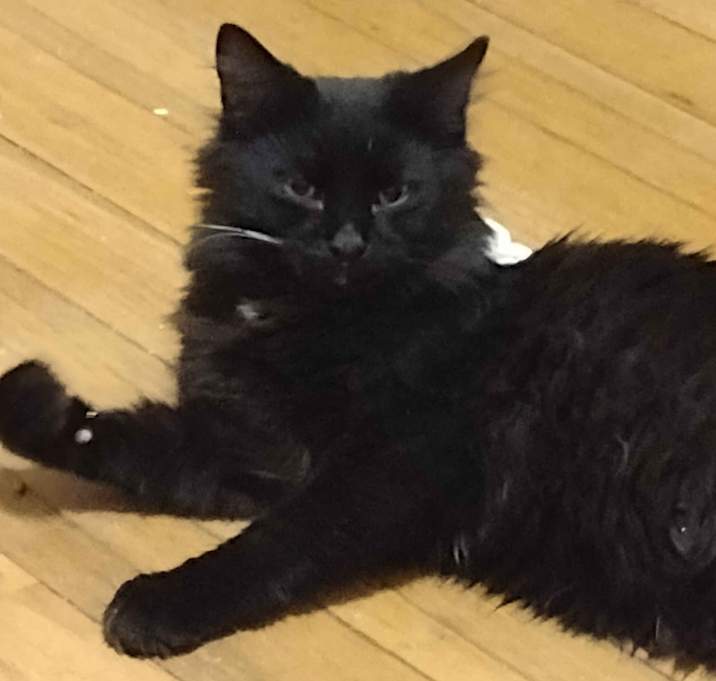 Photo of Shadow and Raven