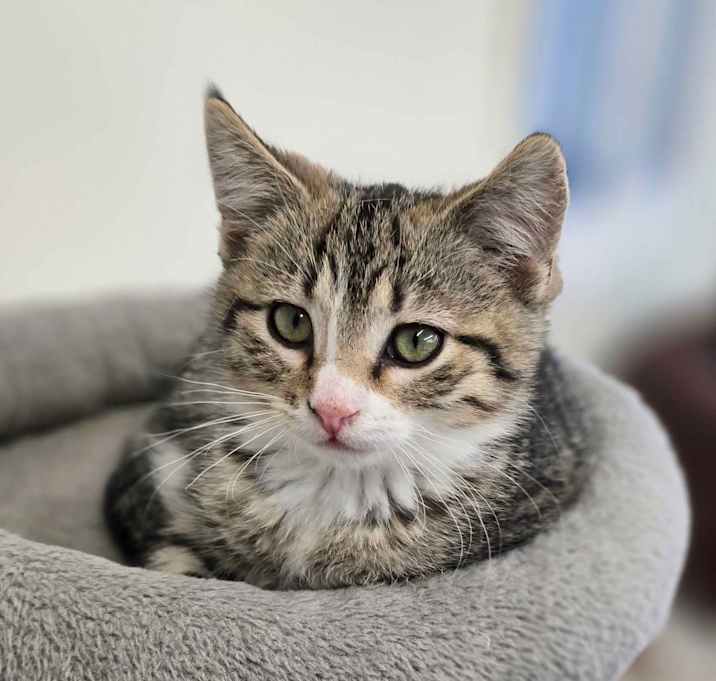 Photo of Praying Mantis - MVP