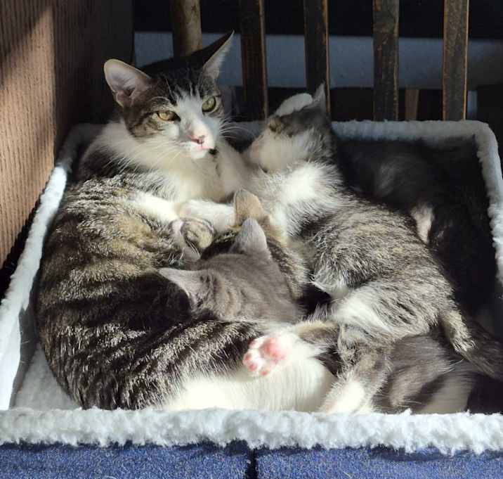 Photo of (4 kittens) Uno', dos', Tres', & Quattro