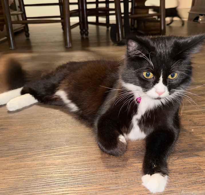 Photo of Momo (Bonded To Her Brother)