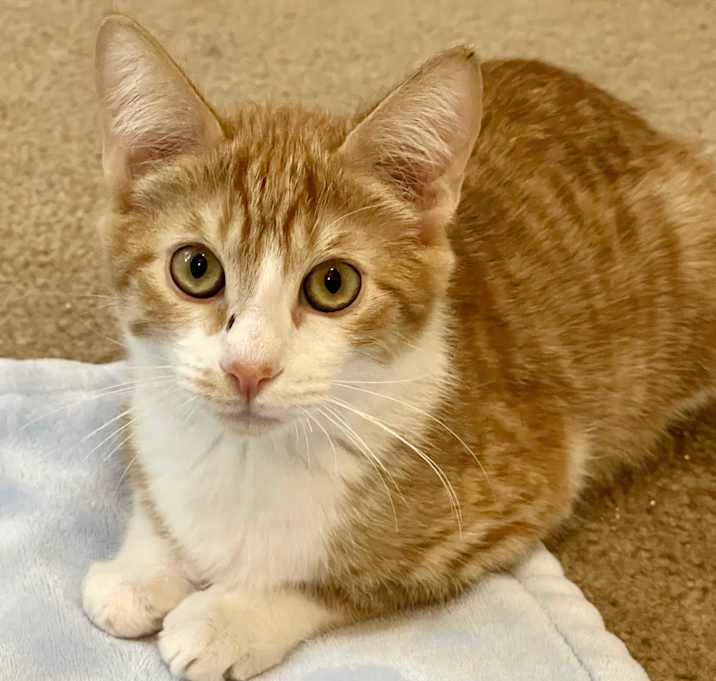 Photo of Banana Pepper