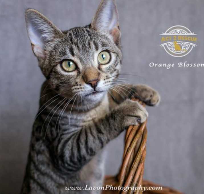Photo of Orange Blossom
