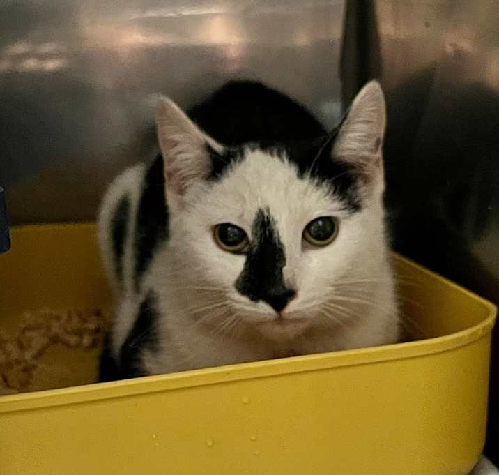 Photo of String Bean