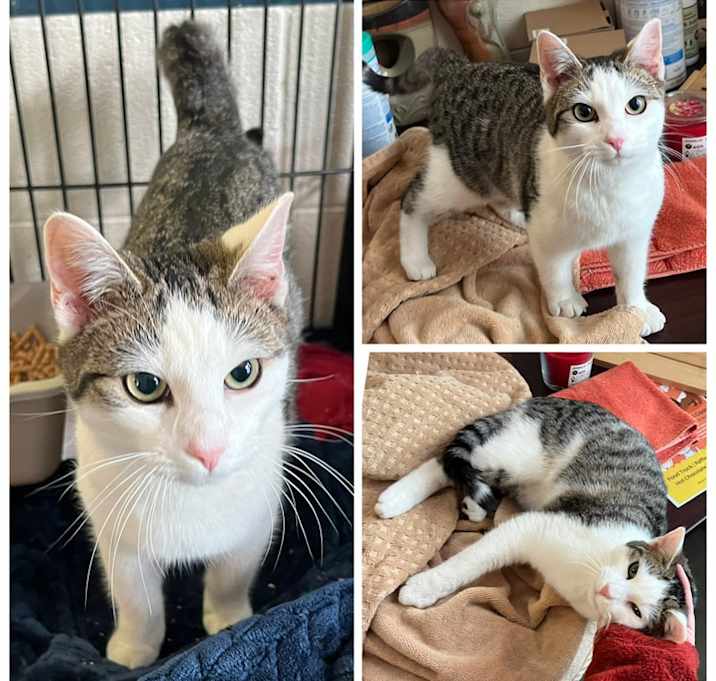 Photo of Dennis the Menace