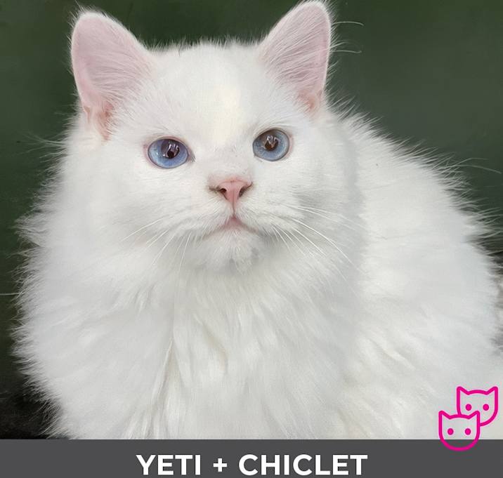 Photo of Yeti (bonded with Chiclet)
