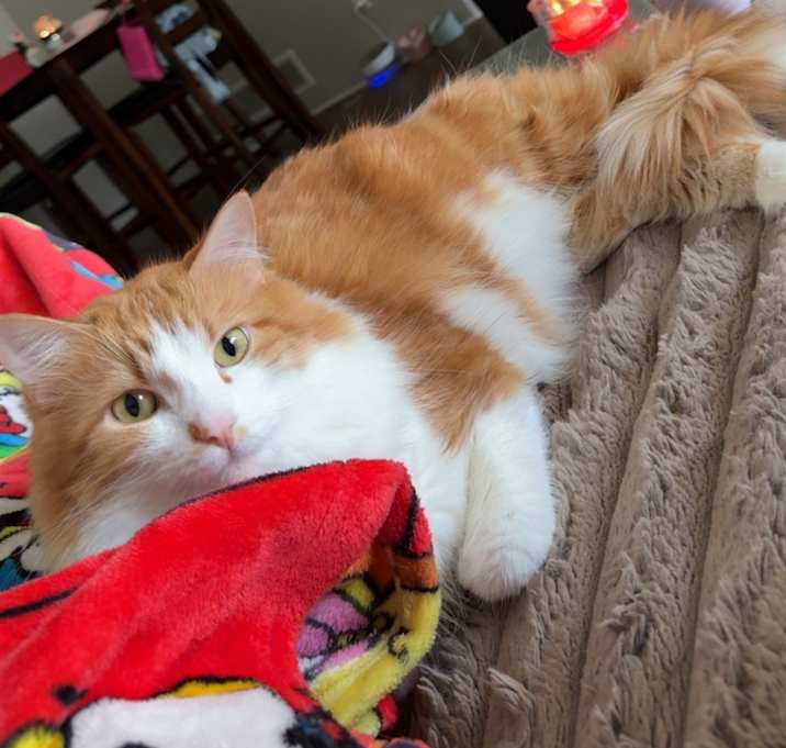 Photo of Patoodie (Tu Tu)