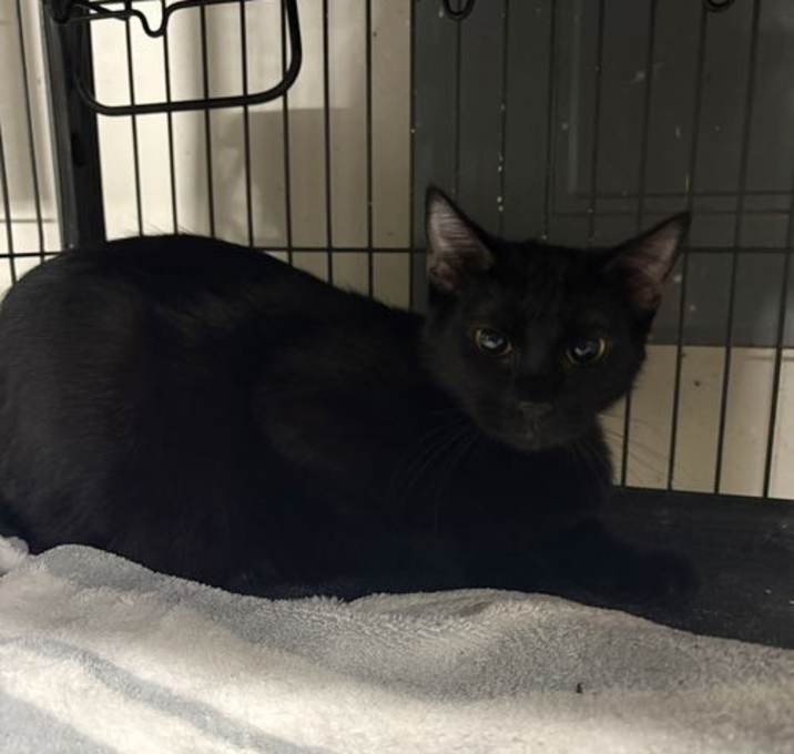 Photo of Velvet   (th)