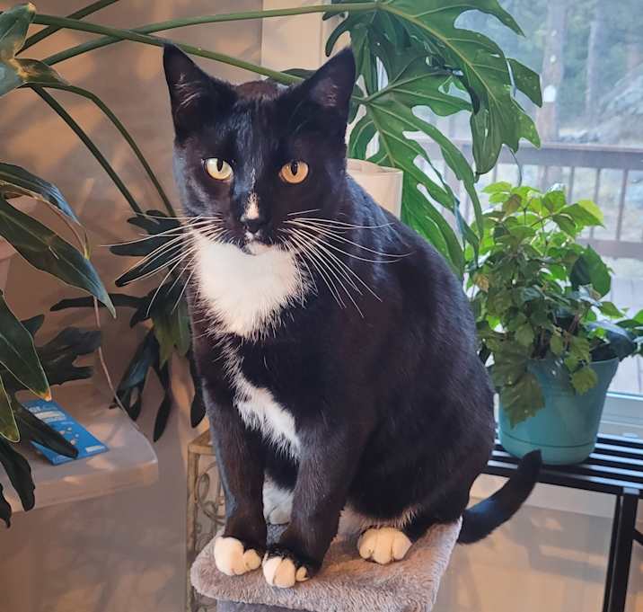 Photo of Tux