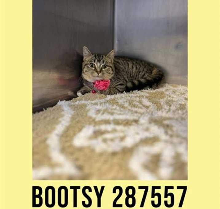 Photo of BOOTSY