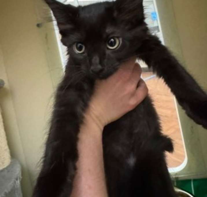 Photo of Thea Queen - orange collar