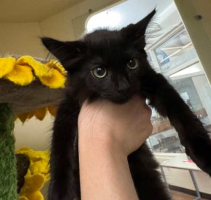 Photo of Felicity Smoak - grey collar