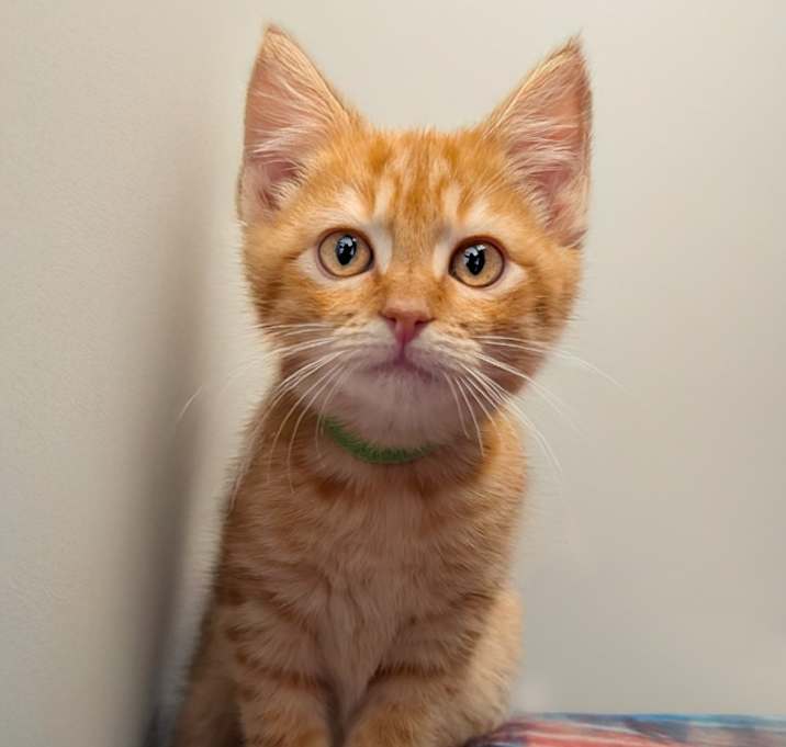 Photo of Gingerbread