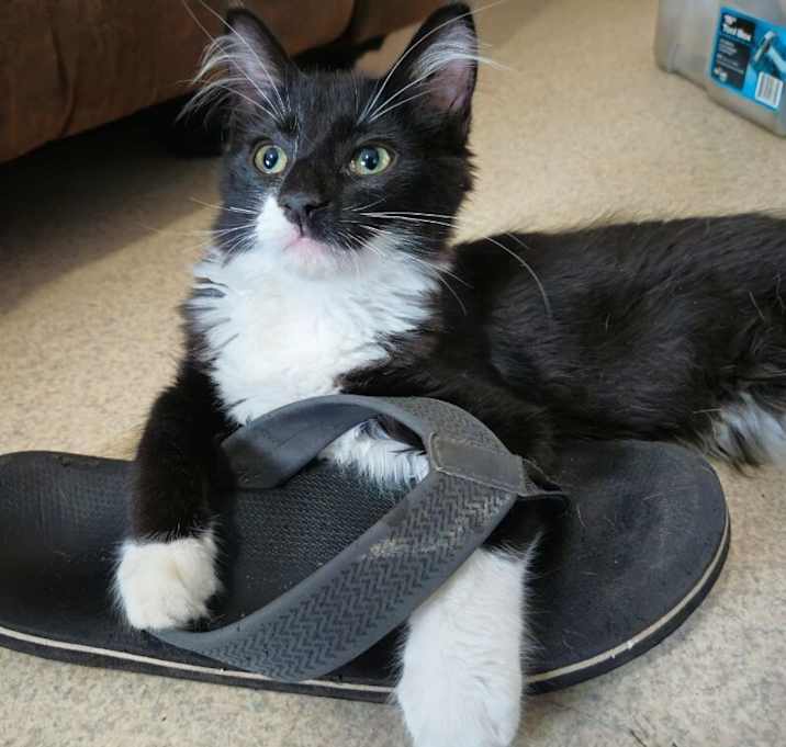 Photo of Pumpernickle